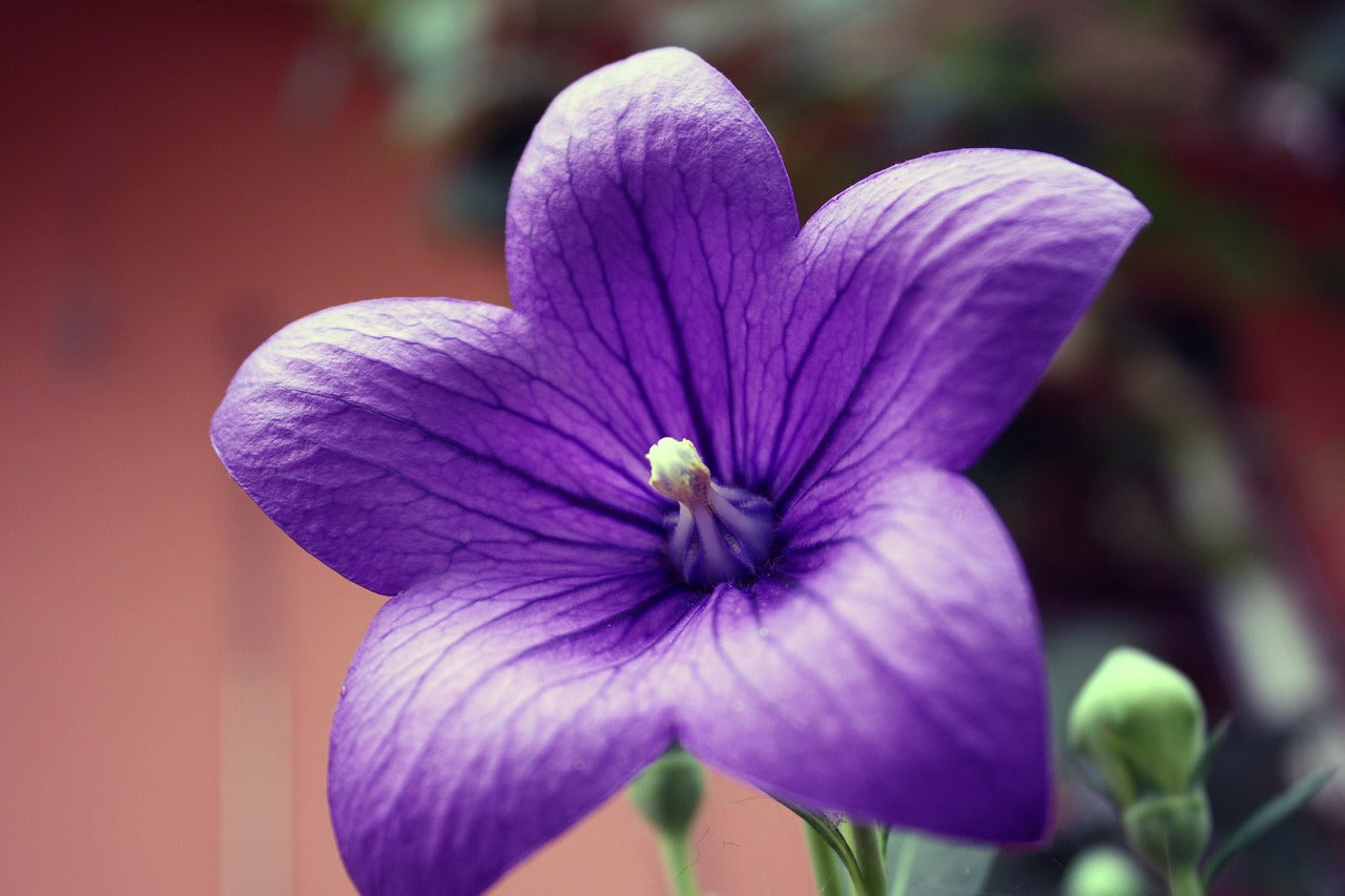 Purple Balloon flower image for the inspiration