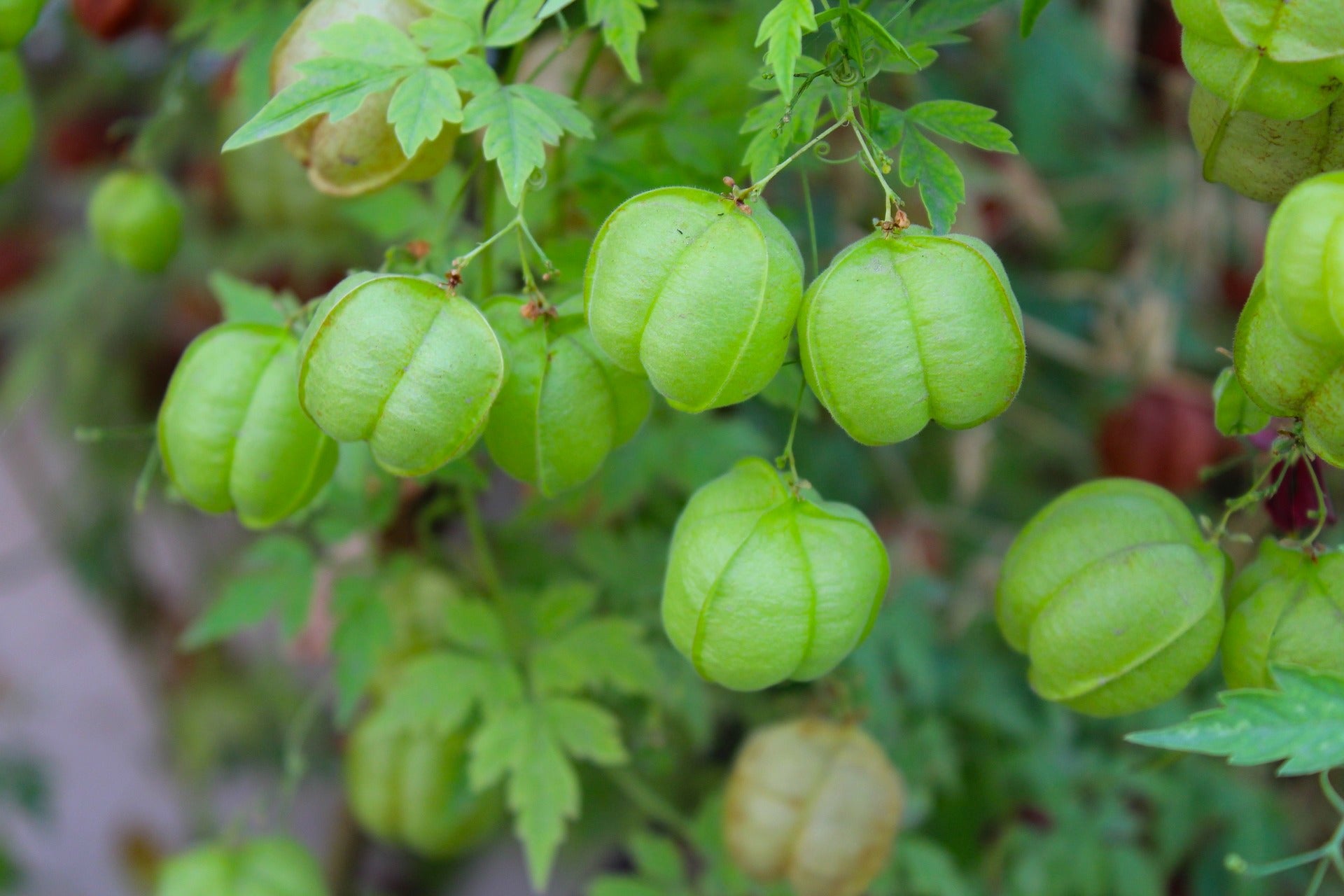 Light green colored Love in a puff vine plant image  